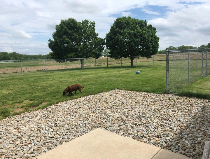 Pet Boarding Dog Boarding